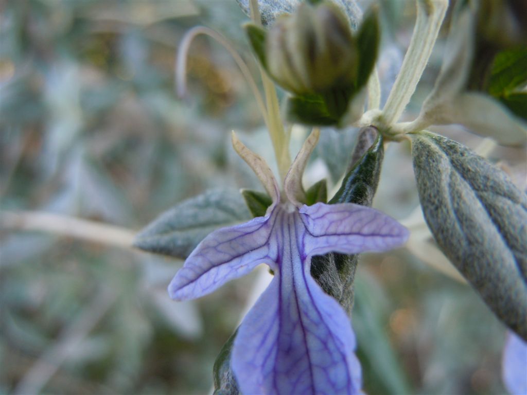 Lago D''Averno - Teucrium fruticans